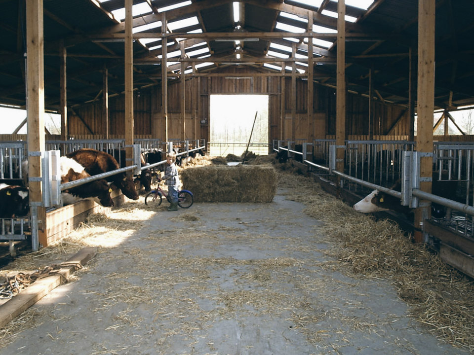 Milchkühe auf Hof Aschhorn in Drochtersen